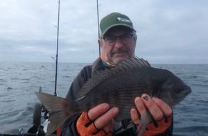 Black Seabream