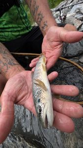 Brown Trout