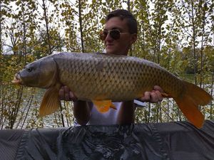 Common Carp