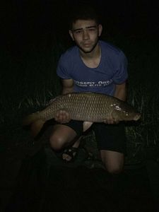 Common Carp