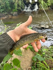 Brown Trout