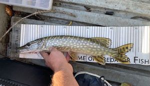Northern Pike