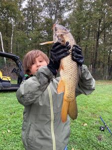 Common Carp