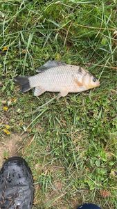 Crucian Carp