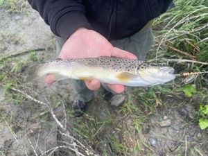 Brown Trout