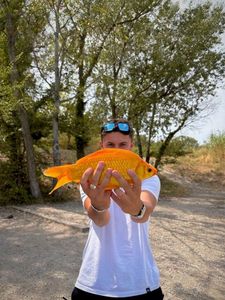 Goldfish