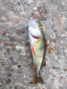 European Perch