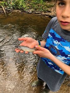 Brown Trout