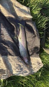 Rainbow Trout