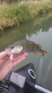 European Perch