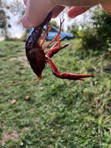 Red Swamp Crayfish