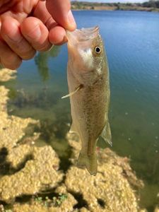 Largemouth Bass