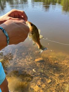 Largemouth Bass