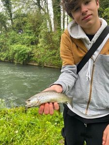Brown Trout