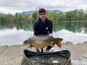 Common Carp