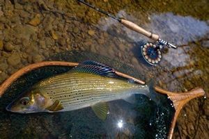 Grayling