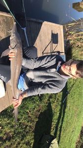 Sturgeon