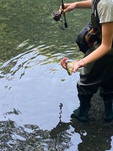 Brown Trout