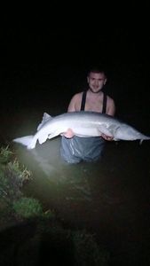 Sturgeon