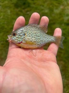 Green Sunfish
