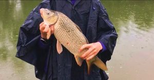 Common Carp