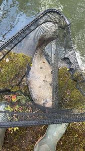 Crucian Carp