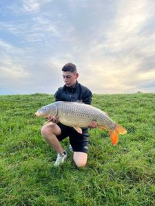 Common Carp