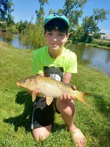 Common Carp