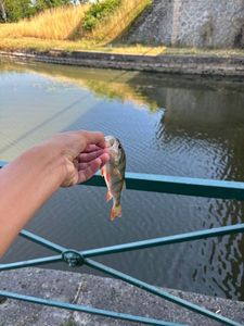 European Perch