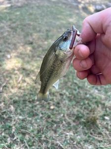 Largemouth Bass