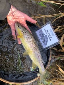 Brown Trout