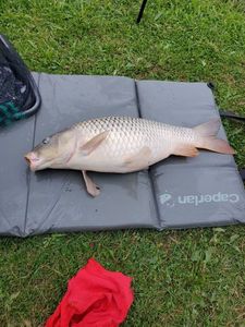 Common Carp