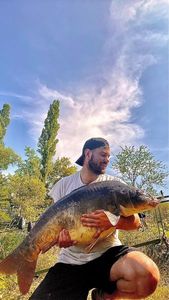 Mirror Carp