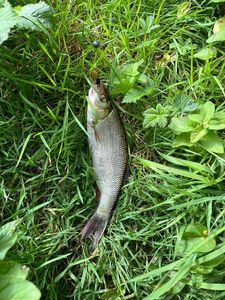 Roach