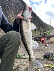 Zander