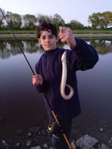 European Eel (Common Eel)