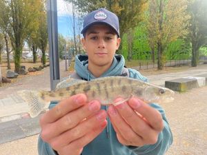 Zander