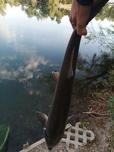 Sturgeon
