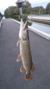 Northern Pike