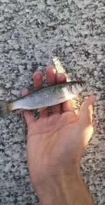Roach