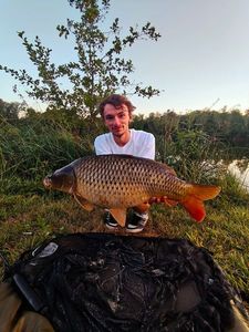 Common Carp
