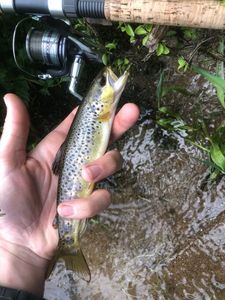 Brown Trout