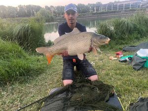 Common Carp