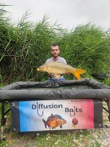 Common Carp