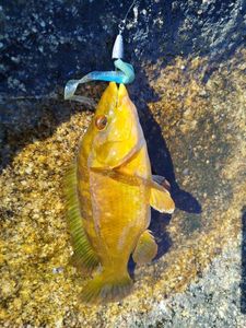 Ballan Wrasse