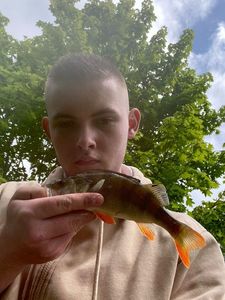 European Perch