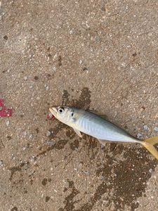 Atlantic Horse Mackerel