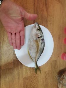 White Trevally (Silvery)
