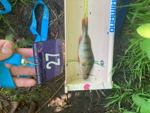 European Perch