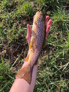 Brown Trout